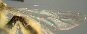 Media type: image;   Entomology 609592 Aspect: hind wing